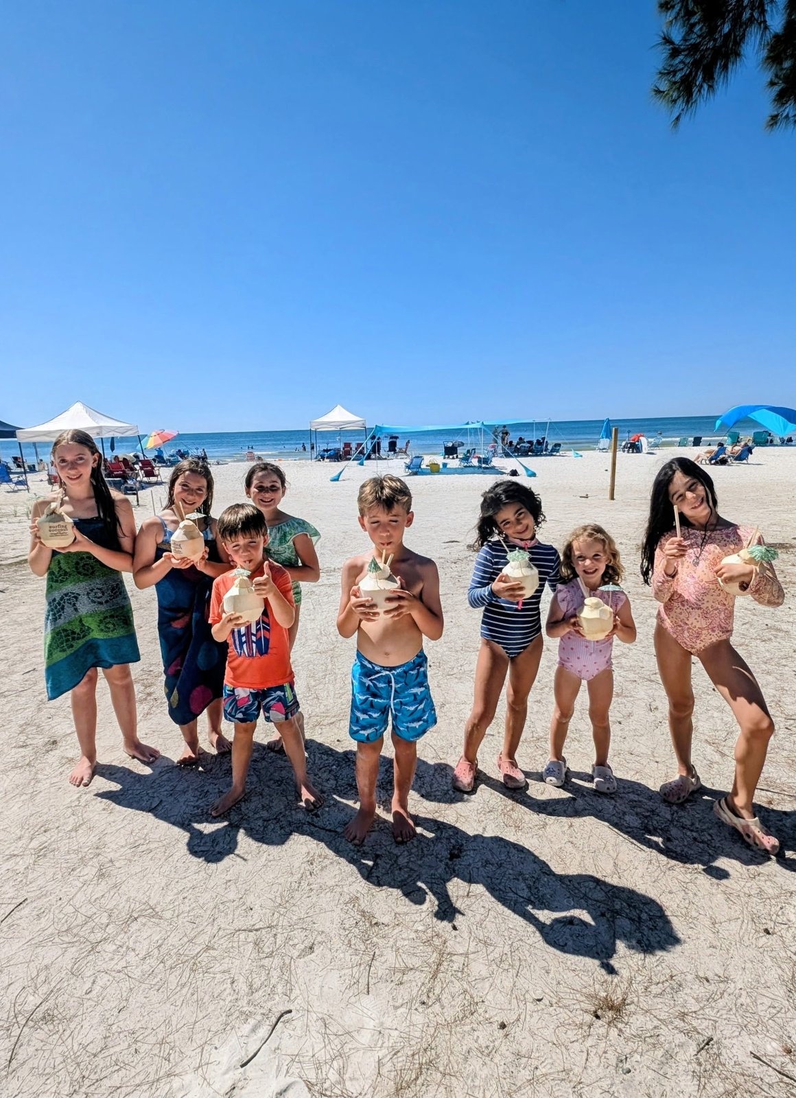 Fresh coconuts from the Coconut Lady at Magnolia Ave Anna Maria, FL, Tue Oct 13, 2026